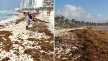 Sargazo alcanza máximo histórico y amenaza repunte turístico en México