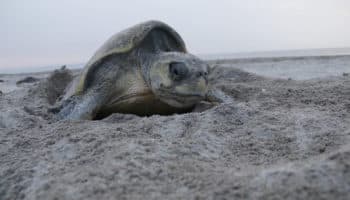 Michoacán | Profepa transfiere más de 7 mil huevos de tortuga golfina para su protección