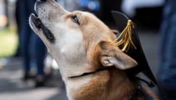 Los perros de Chernóbil podrían ser genéticamente distintos por la radiación