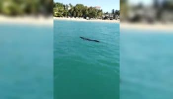 Avistan cocodrilo en playas de Oaxaca | Video