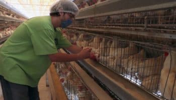 Secretario de Salud niega que mexicano haya muerto por gripe aviar H5N2