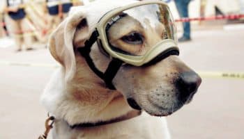 '¡México está orgulloso de ti!', la canción en agradecimiento a Frida | Video