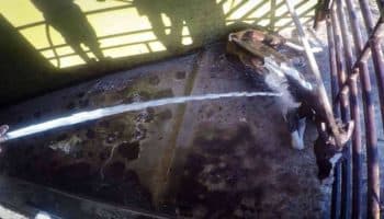 México consume carne de caballo bajo prácticas clandestinas y de abuso