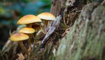ONU alerta sobre el 'renacimiento' de las drogas psicodélicas en retiros espirituales