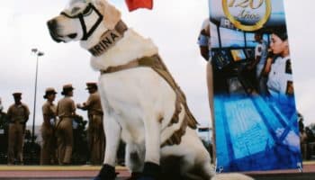 ¡Te queremos Frida! Los mejores mensajes de despedida a la perrita rescatista en Aristegui Noticias