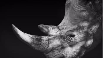 ONU: Un millón de animales y plantas podrían desaparecer 'en décadas'