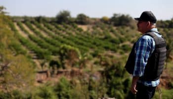 Asesinan a tres cortadores de limón en Michoacán