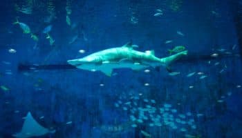 Panamá propone regular comercio de 21 especies de tiburón