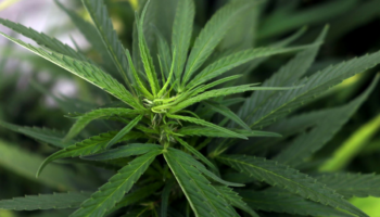 Las diez claves del Informe Mundial de Drogas 2024 de la ONU