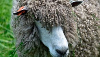 Ovejas Salvajes #Niñonautas con Kirén Miret | Video