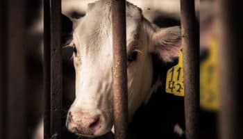 A un paso de cambiar la Constitución a favor del trato digno a los animales: Igualdad Animal