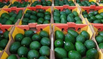 El costo del peaje ilegal se ha sumado al precio final del kilo de aguacate: ANPEC