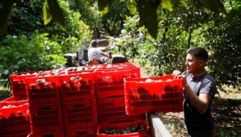 Michoacán espera reanudar "en próximas horas" exportaciones aguacate a EU