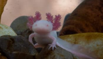 Día Nacional del Ajolote, un especie en peligro de extinción