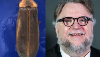 Nombran a luciérnaga en honor a Guillermo del Toro