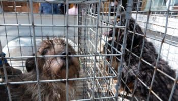 Los rastros clandestinos ya son delito en CDMX: Igualdad Animal