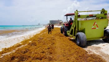 Atentos, el sargazo llega antes al Caribe mexicano