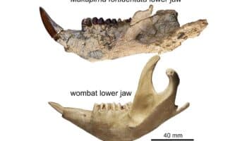 Hallan fósiles de dos marsupiales australianos de 25 millones de años