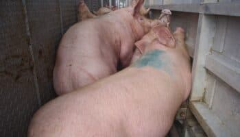 AMLO prohibirá granjas porcícolas en Yucatán por contaminación