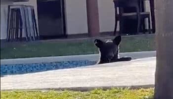 Un chapuzón: Oso se adueña de alberca en Monterrey