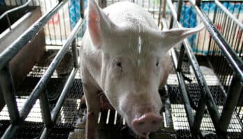 En México, más de 100 mil personas piden legislar en materia de protección animal