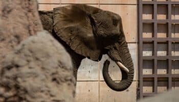 Ministro Ortiz Mena analizará caso de la elefante Ely