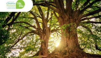 Deforestación en México registra un promedio anual de 127.8 mil hectáreas