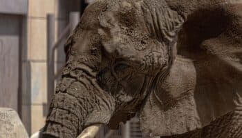 ¿Qué exigen los grupos ambientalistas para Ely, la elefante más triste del mundo?