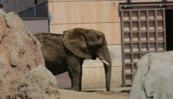 Caso Ely: Zoológico de Aragón encerrará a otro elefante; 'Injustificable', dicen ambientalistas