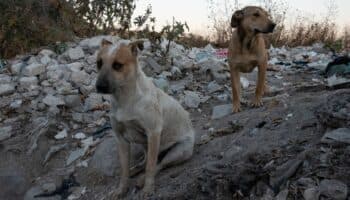 Propone AMLO ley de protección animal