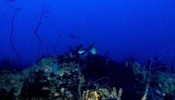 Descubren arrecifes de alto valor ambiental en el Golfo de México