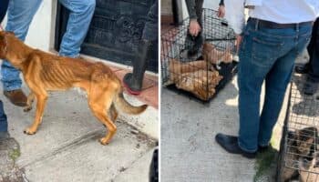 Fotos | Rescatan a 32 perritos y 19 gatitos que sufrían violencia y maltrato en Morelia