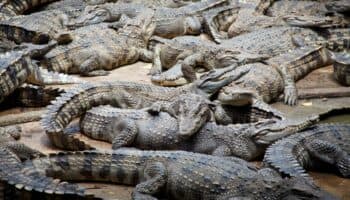 Muere hombre atacado por 40 cocodrilos de su granja