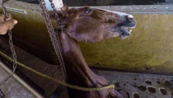 Fuertes imágenes | Chiapas, único estado del país donde la crueldad animal no es delito