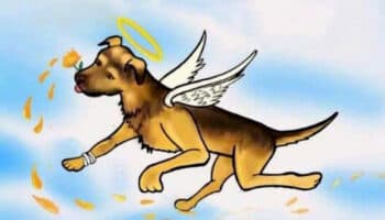 Esta es la historia de 'Scooby', el perrito lanzado a cazo de aceite hirviendo