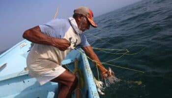Fusión de IMIPAS y CONAPESCA pone en riesgo el sustento de más de 2 millones de familias que viven de la pesca: Oceana México