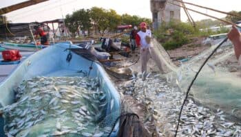 Oceana: Embargo pesquero de EU pone en riesgo a MX