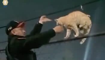 Un michi en problemas fue rescatado por la Policía CDMX | Video