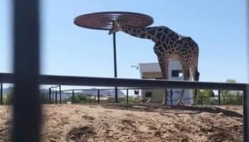 Exigen reubicar a la jirafa Benito ante malas condiciones de vida en Cd. Juárez | Video