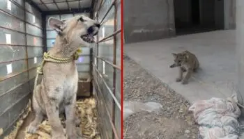 Profepa rescata a puma abandonado en casa en obra negra | Videos