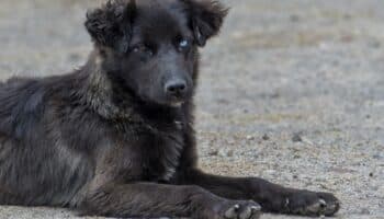 AMLO enviará reforma sobre pensiones y maltrato animal