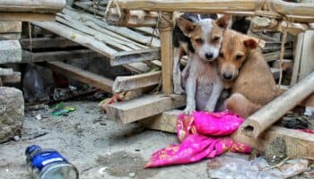 Maltrato animal no disminuirá con penas más largas: AnimaNaturalis