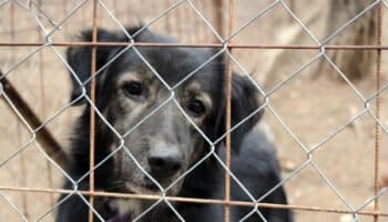 ¿Qué se necesita para reducir el maltrato animal? | Video