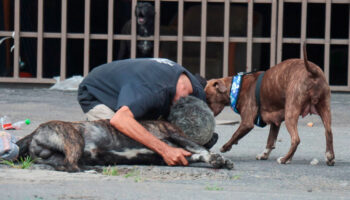 Zeus, el perrito que murió al defender a su dueño en asalto