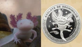 Lanzan moneda conmemorativa de ajolote y otros animales; así la puedes comprar