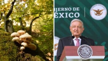 AMLO respalda que hongos alucinógenos sean considerados patrimonio cultural