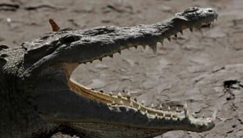 Muere mujer tras ser atacada por un caimán mientras paseaba su perro