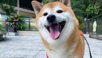 ¡Hasta siempre, Cheems! Internet se despide del icónico perrito de los memes