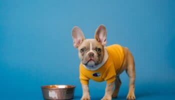 Cuida a tu perro: Profeco revela las peores croquetas