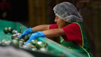 Economía mexicana creó más de 514 mil empleos en la primera mitad de 2023: IMSS